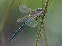 Aeshna affinis (Blue-eyed Hawker) male-Album-5.jpg